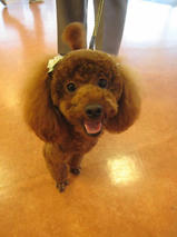 ちっちくん＆ちゃっぴーちゃん　T