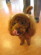 ちっちくん＆ちゃっぴーちゃん　T