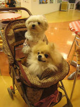 チビくん＆レオくん　T