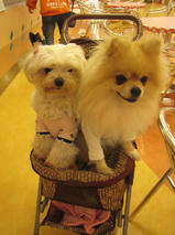 チビくん＆レオくん　T