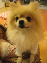 チビくん＆レオくん　T