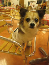 アッシュちゃん＆コアくん　T