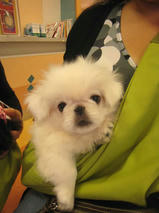 ベアくん＆ティンくん　T