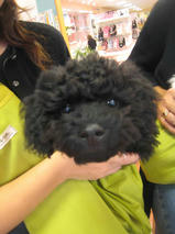 ベアくん＆ティンくん　T