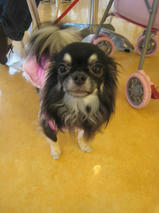 チャペルちゃん　T