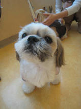 AQUOSくん＆ルアくん　T