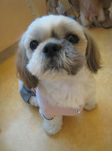 AQUOSくん＆ルアくん　T