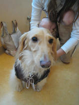 AQUOSくん＆ルアくん　T