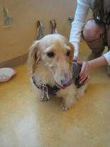 AQUOSくん＆ルアくん　T