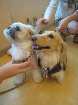 AQUOSくん＆ルアくん　T