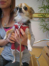 バニーちゃん　T