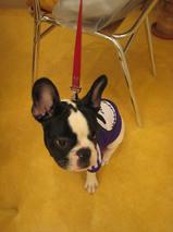 あずきちゃん　T