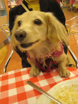 さくらちゃん　T