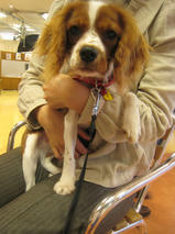 ジャイロくん　T