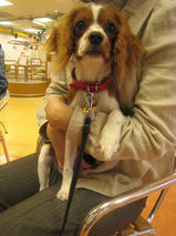 ジャイロくん　T