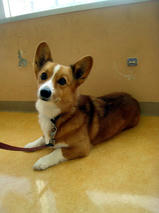 ぷりんちゃん＆ばにらちゃん　Ｔ