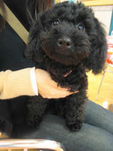 龍くん＆チョビくん　T