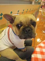 ブルムラくん　T