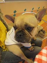 ブルムラくん　T