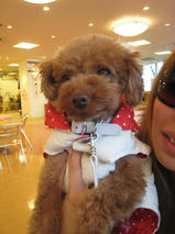 チョコちゃん　T