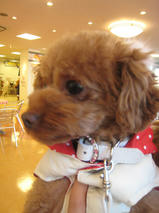 チョコちゃん　T