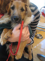 ことらくん＆ぴんぴんくん　T