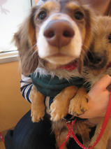 ことらくん＆ぴんぴんくん　T