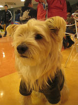 フェンネルくん　T