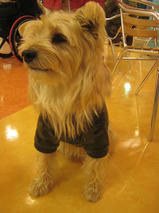 フェンネルくん　T