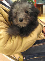 虎太郎（コタロウ）くん　T