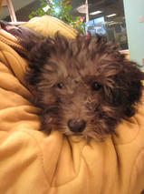 虎太郎（コタロウ）くん　T