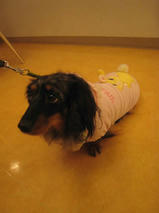 サスケくん＆ブチコちゃん　T