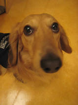 サスケくん＆ブチコちゃん　T