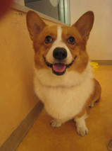 ランディくん　T