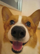 ランディくん　T