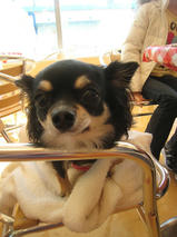 チョコちゃん　T