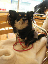 チョコちゃん　T