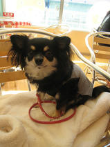 チョコちゃん　T