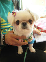 かわいいペキニーズちゃん　T