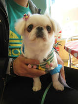 かわいいペキニーズちゃん　T