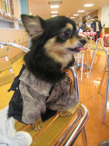 ネロちゃん＆クロくん　T