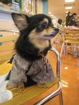 ネロちゃん＆クロくん　T