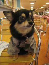 ネロちゃん＆クロくん　T