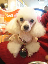 ネロちゃん＆クロくん　T