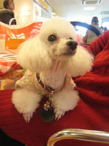 ネロちゃん＆クロくん　T