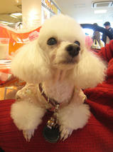 ネロちゃん＆クロくん　T