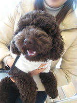 くるみちゃん　Ｔ