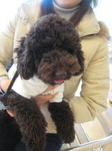 くるみちゃん　Ｔ