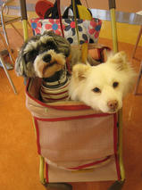 コロちゃん＆モコちゃん　T