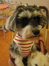 コロちゃん＆モコちゃん　T